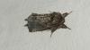 Rhegmatophila alpina